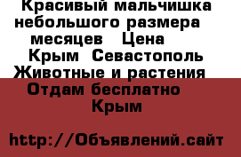 Красивый мальчишка небольшого размера. 7 месяцев › Цена ­ 1 - Крым, Севастополь Животные и растения » Отдам бесплатно   . Крым